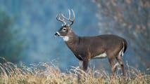 Fatal 'zombie deer' disease found in New York for first time in nearly 20 years