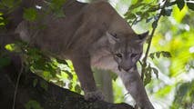 Florida panther deaths more than double from previous year