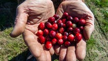 New Jersey cranberry farmers struggle as Thanksgiving approaches amid worst drought in over 20 years