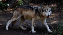 $100,000 reward offered after federally protected wolf found dead in Arizona