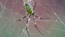 Giant invasive spiders spotted in Great Smoky Mountains National Park