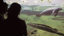 Manatees may be recent arrivals to Florida, study suggests