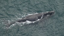 First right whale calf of season spotted off Southeast coast