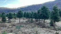 Hurricane Helene devastates 200-year-old Christmas tree farm in North Carolina