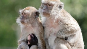 More than half of escaped research monkeys recovered in South Carolina, police say