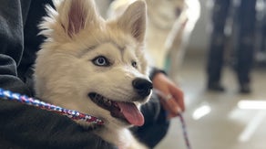 Hundreds of pets, farm animals saved from Mountain Fire in California