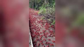 Watch: Millions of crabs swarm Australia's Christmas Island during migration season