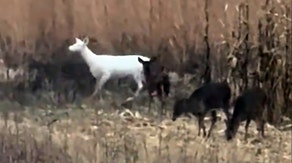 See it: Rare albino deer spotted in Wisconsin at start of hunting season