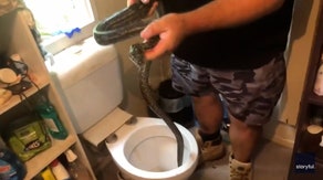 Watch: Snake wranglers battle toilet-dwelling pythons twice in a week