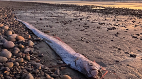 ‘Doomsday fish’ spotted again: Another rare specimen washes ashore on a California beach