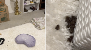 Hundreds of tiny frogs take over newly moved Florida woman's garage: 'They're everywhere'