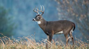 Fatal 'zombie deer' disease found in New York for first time in nearly 20 years