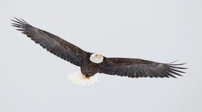 Bald eagles soar through snowstorm in Colorado