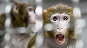 43 monkeys escape South Carolina research facility, prompting warnings to residents