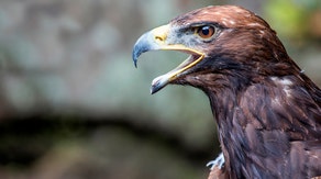 Golden eagle killed in first recorded wind turbine incident in Scotland