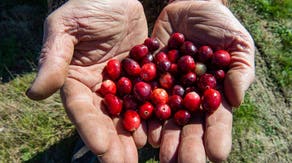 New Jersey cranberry farmers struggle as Thanksgiving approaches amid worst drought in over 20 years