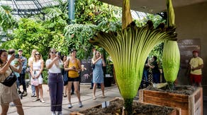 Rare once-a-decade 'corpse flower' bloom attracts thousands of visitors in Australia