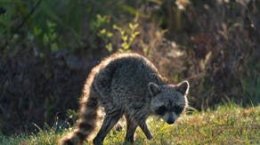 Highly contagious virus deadly to dogs spreading in raccoons in North Carolina coastal town