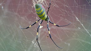 Giant invasive spiders spotted in Great Smoky Mountains National Park