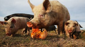 How your leftover pumpkins can help feed farm animals