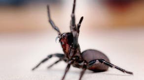 Wanted: Donations of massive, deadly Australian spider for milking