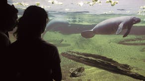 Manatees may be recent arrivals to Florida, study suggests