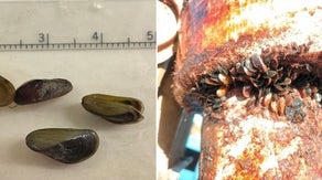 Invasive species never seen before in North America found in California