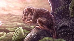 Scientists identify new mammal ‘swamp dweller’ that coexisted with dinosaurs