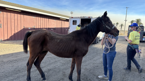 Woman helps make daring rescue of dozens of horses trapped in California's Mountain Fire