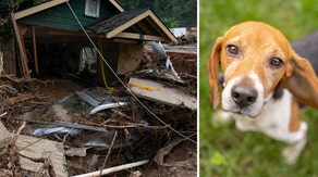 North Carolina dog's search for love after owners killed in Helene ends in joy amidst life's darkest hours