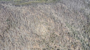 Helene damages over 800,000 acres of North Carolina forests