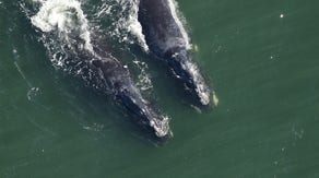 Dozens of nearly extinct whales found off the coast of Cape Cod