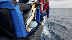 Lost Antarctic penguin's 2,000-mile odyssey to Australia beach ends with return to Southern Ocean