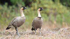 World's ‘rarest’ goose leads to closures at Hawaii national park