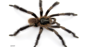 New monster tarantula species is 'hairy giant among dwarves'