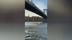 Watch: Whale swims in East River in New York City