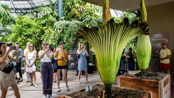 Rare once-a-decade 'corpse flower' attracts thousands of visitors in Australia - Fox News
