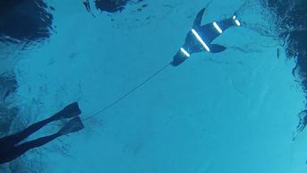 Rays of light may help prevent shark attacks, new research shows - Fox News