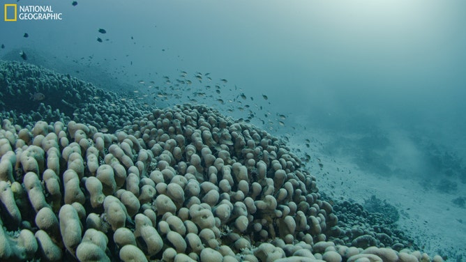 Stills from Red Raptor footage of the large coral