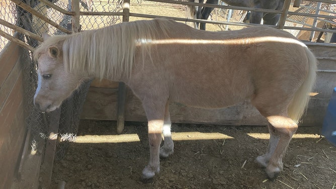 Multiple agencies teamed up to rescue a miniature horse that had fallen into a well on Friday night east of Lake Elsinore.