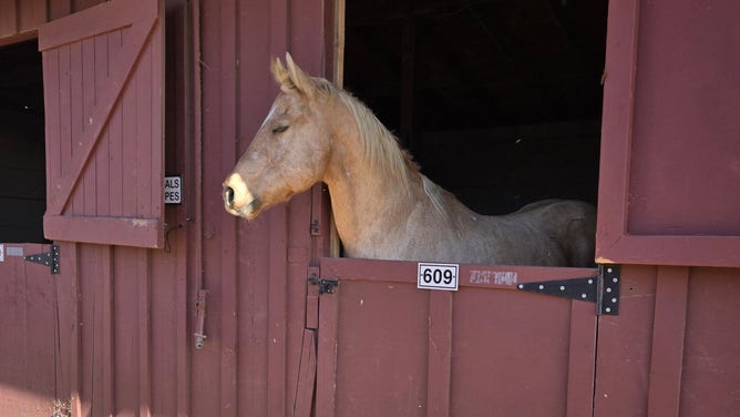 Animal rescued from the Mountain Fire.