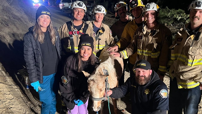 Multiple agencies teamed up to rescue a miniature horse that had fallen into a well on Friday night east of Lake Elsinore.