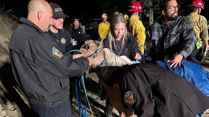 Multiple agencies teamed up to rescue a miniature horse that had fallen into a well on Friday night east of Lake Elsinore.