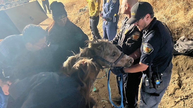 Multiple agencies teamed up to rescue a miniature horse that had fallen into a well on Friday night east of Lake Elsinore.