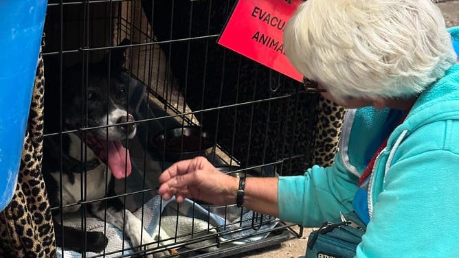 Animal rescued from the Mountain Fire.