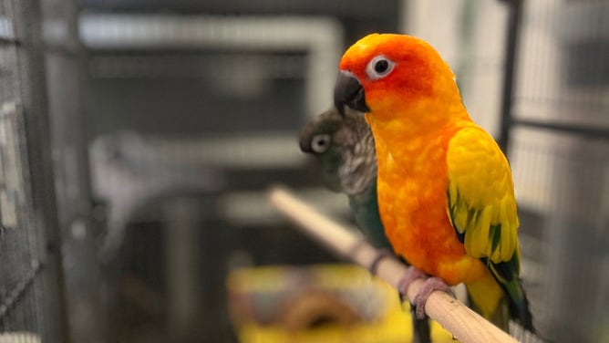Animal rescued from the Mountain Fire.