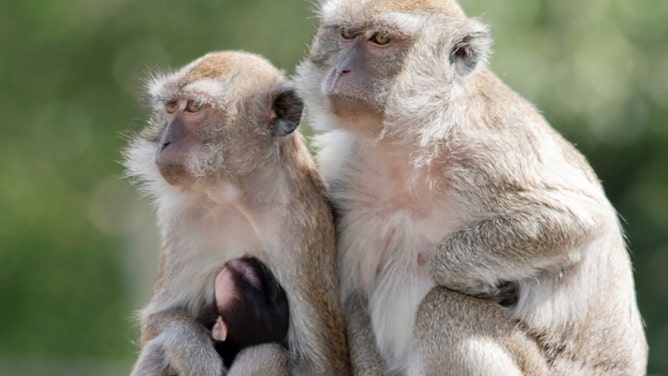 More than half of a troop of escaped monkeys from a South Carolina research facility have been recovered after putting residents on edge.