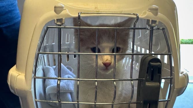 Animal rescued from the Mountain Fire.