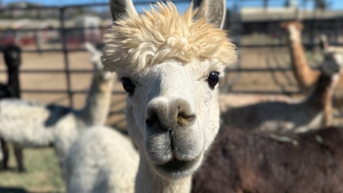 Animal rescued from the Mountain Fire.