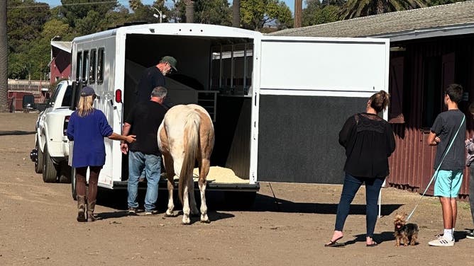 Animal rescued from the Mountain Fire.